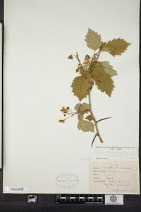 Crataegus macrosperma image