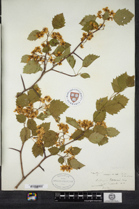 Crataegus schuettei image