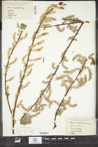 Salix bebbiana image