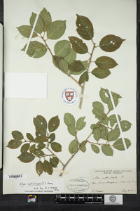 Ilex verticillata image