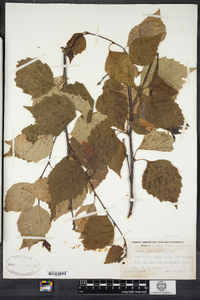 Betula papyrifera image