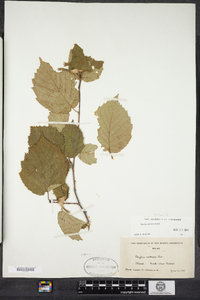 Corylus cornuta image