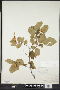 Corylus cornuta image