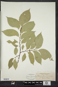 Ulmus americana image