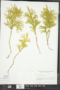 Dendrolycopodium obscurum image