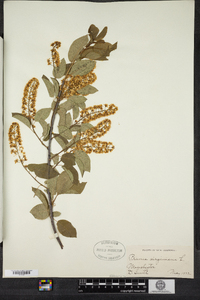 Prunus virginiana image