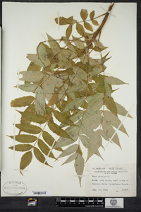 Rhus typhina image