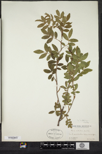 Rosa nitida image