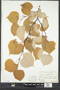 Tilia cordata image