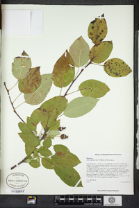 Malus prunifolia image