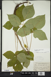 Toxicodendron rydbergii image