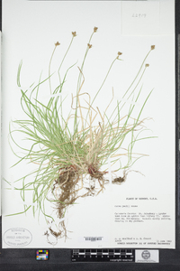 Carex peckii image