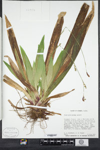 Carex plantaginea image