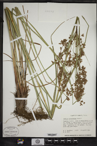 Scirpus atrocinctus image