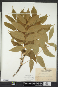 Fraxinus nigra image