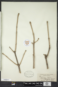 Fraxinus nigra image