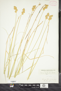 Carex bicknellii image