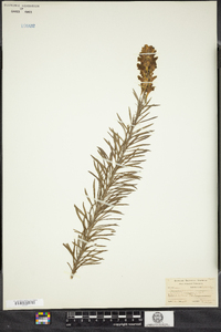 Linaria vulgaris image