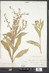 Verbascum phlomoides image