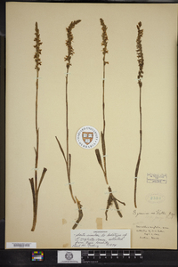 Image of Spiranthes neglecta