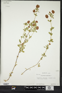 Trifolium aureum image