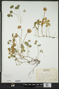 Trifolium repens image