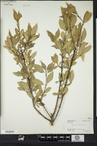 Euonymus europaeus image