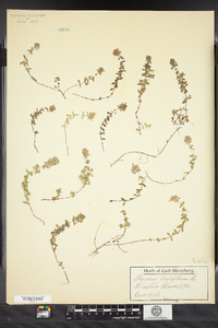 Thymus pulegioides image