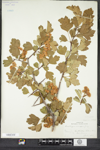 Crataegus monogyna image