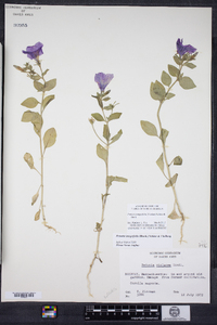 Petunia integrifolia image