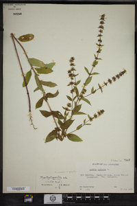 Mentha arvensis image