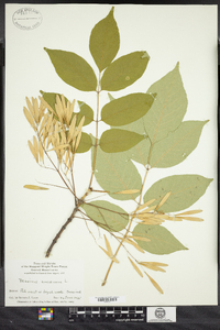 Fraxinus americana image