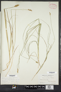 Carex arcta image