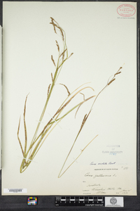 Carex arctata image