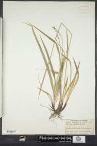 Carex arctata image