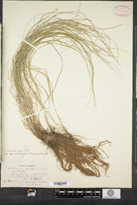 Carex brunnescens image