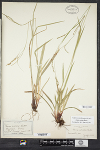 Carex arctata image