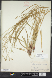 Carex arctata image