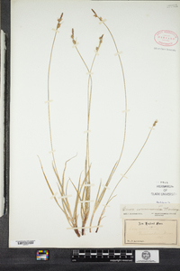 Carex communis image