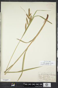 Carex gynandra image