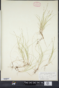 Carex disperma image