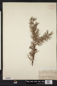 Larix laricina image