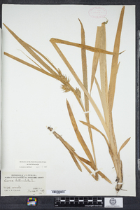 Carex folliculata image