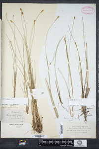 Carex exilis image