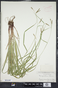 Carex gracillima image