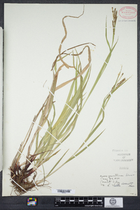 Carex gracillima image