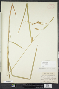 Carex gynandra image