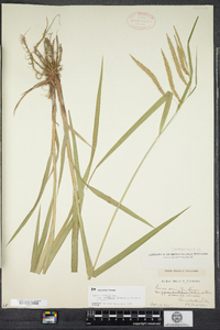 Carex gynandra image