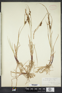 Carex houghtoniana image