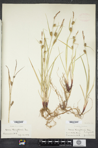 Carex houghtoniana image